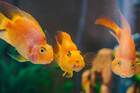 家養魚|不只一只魚